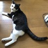 美猫な男の子 サムネイル2