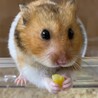 ハムハムズ