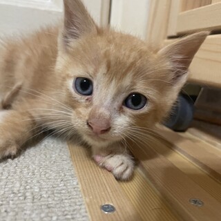 【５兄弟】茶トラの子猫(生後約１ヶ月)