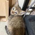 【５兄弟】キジトラの子猫(生後約１ヶ月)