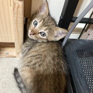 【５兄弟】キジトラの子猫(生後約１ヶ月)