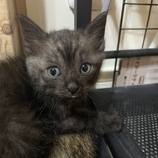 【５兄弟】黒トラの子猫(生後約１ヶ月)