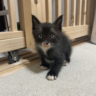 【５兄弟】黒白の子猫(生後約１ヶ月)お口周り白