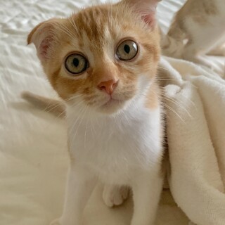 耳折れスコティッシュの男の子♪