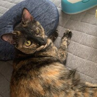 もり