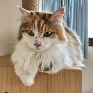 人馴れ抜群☆姉妹で保護☆長毛わかばとキジ白よもぎ