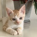 マイペースなスコティッシュの男の子♪