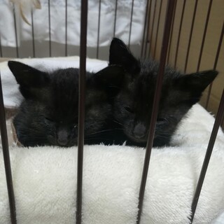 黒猫の子猫のペアです。里親になっていただける人募集