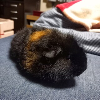 テディモルモット♀️