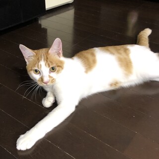 超甘えん坊で元気っ子！イケメン白茶のまめくん★