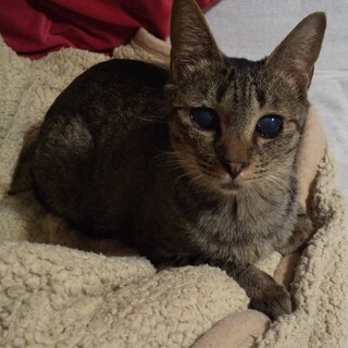 どこでもスリゴロ！超絶フレンドリーないちごちゃん！