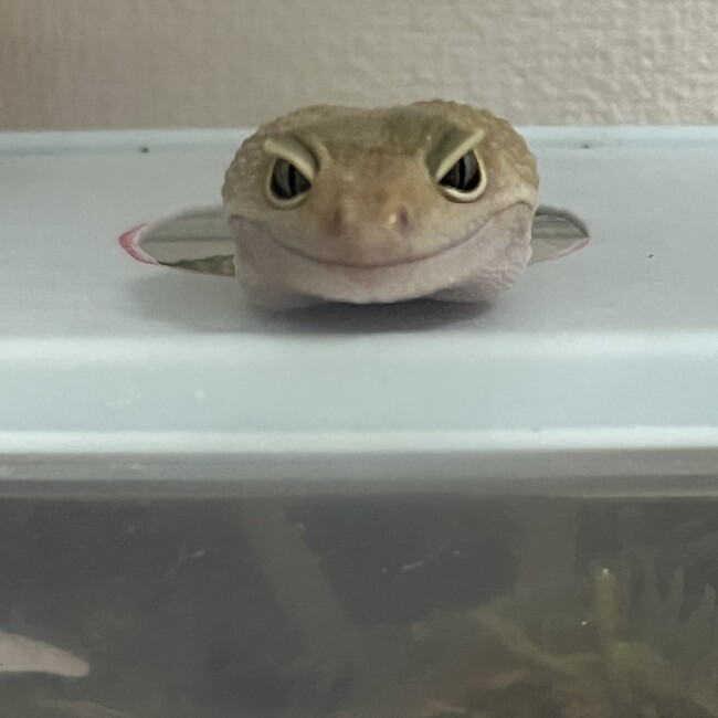くーごのカバー写真