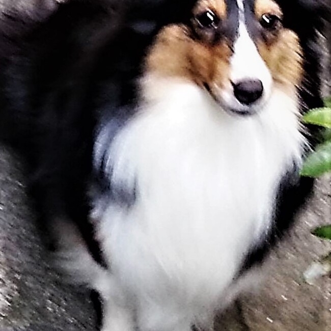 しぇるしるくのカバー写真