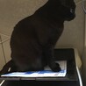 の写真