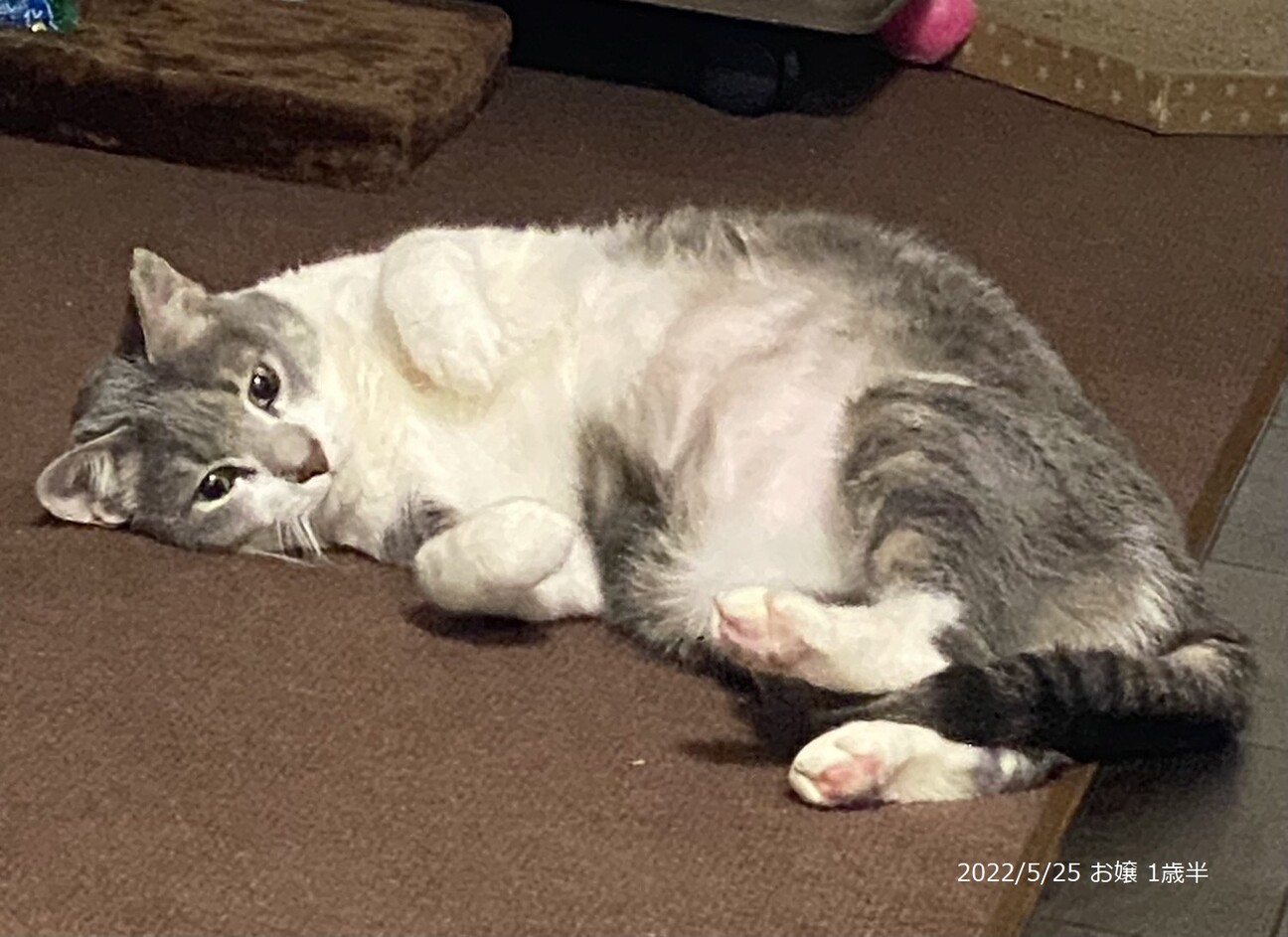 1歳10ヶ月 白キジ猫 大阪府 猫の里親募集 ペットのおうち 月間利用者150万人