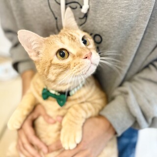 穏やかで優しいせん君【FelVキャリア】