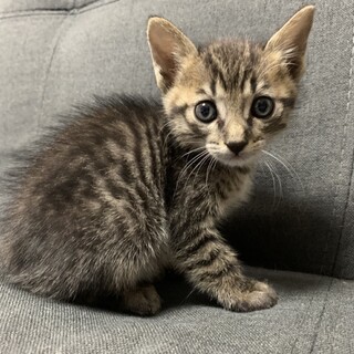 子猫を保護しました。里親募集します。