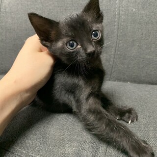 子猫里親募集します。