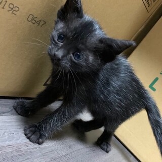 子猫里親募集します。(相談中)