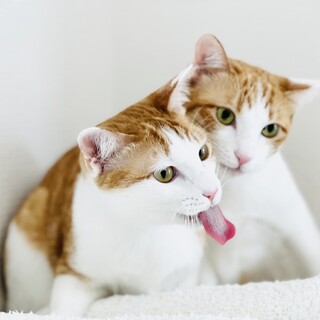 絵になる・・ミルク＆メル兄弟！