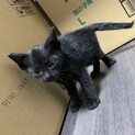 捨て猫を保護しました。里親募集してます