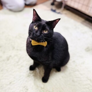 人にも猫にもフレンドリーな男の子!!