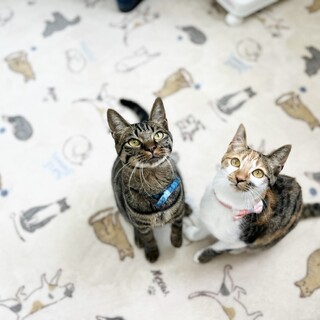 魅惑の愛くるしいさ・・メロディ&リズム