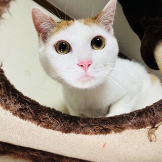 仲良し茶白兄弟!!【かえでくん】