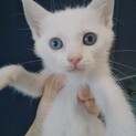オッドアイしろこねことダークグレーきじ姉妹