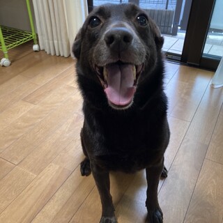 マリーちゃん里親決定(◍•㉦•◍)๑