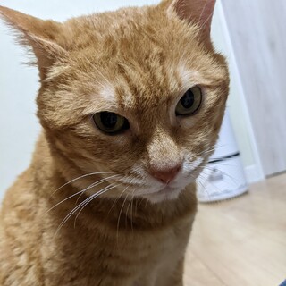 茶トラ＆ボブテール鍵しっぽ、超デレ男「茶々丸」