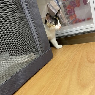 【二ヶ月♀】三毛柄　あんみつちゃん