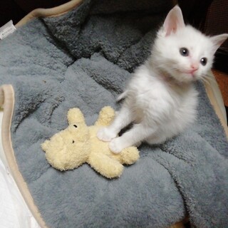 譲渡会でご縁繋がりました☆ヤンチャな白い天使☆あゆ