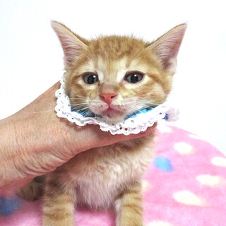 なれなれ茶トラ♪クッキーくん　2ヵ月