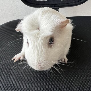 モルモット　オス