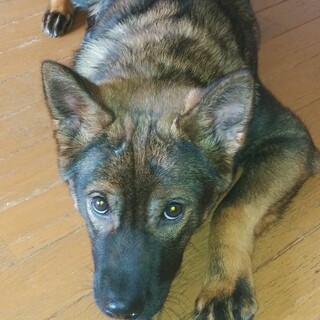 悲しい想いをした子です✴︎家族募集中