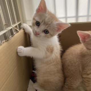 【お見合い予定となりました】茶白の男の子