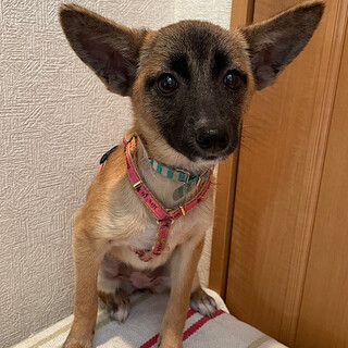 「メイ」女の子