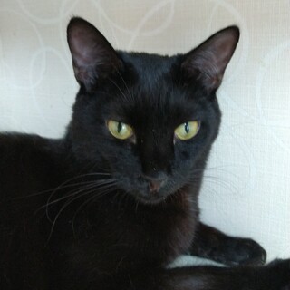 あさひ君3歳　家族ができました。