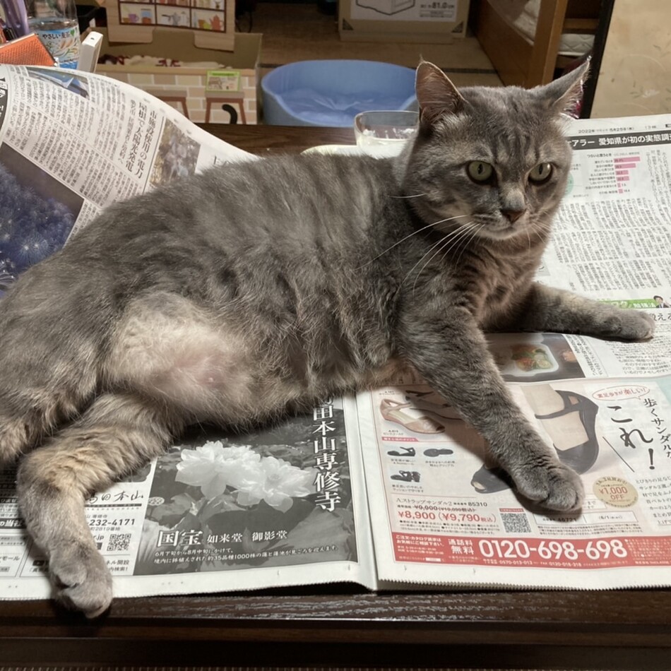 あんこのカバー写真