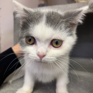 ブリティッシュの男の子2月生まれ