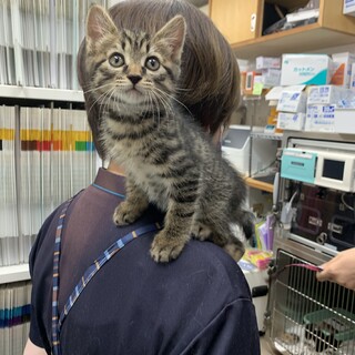 里親様決定！ご応募ありがとうございました。