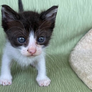 ご近所の方からお預かりしました。