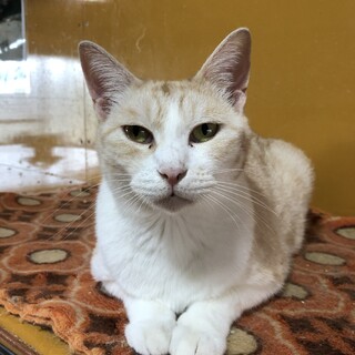 クリーム色の　アネッタちゃん