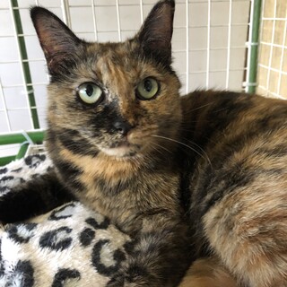 ありがとうございました★可愛い ココアちゃん