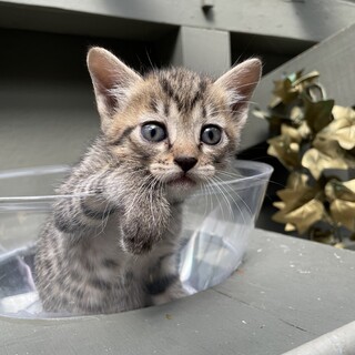 【兄弟猫】キジトラちゃん