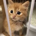 ふわふわ甘えん坊くんです