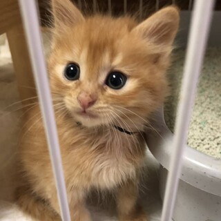 ふわふわ甘えん坊くんです