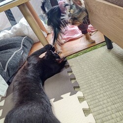 犬猫の仲良い・悪い相手に見せる態度を教えて下さい