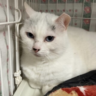 【山ちゃん】おかげさまで里親様が決まりました。